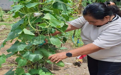“Wakasek Kurikulm Pimpin Panen Perdana Mentimun di SMANSAFAT”